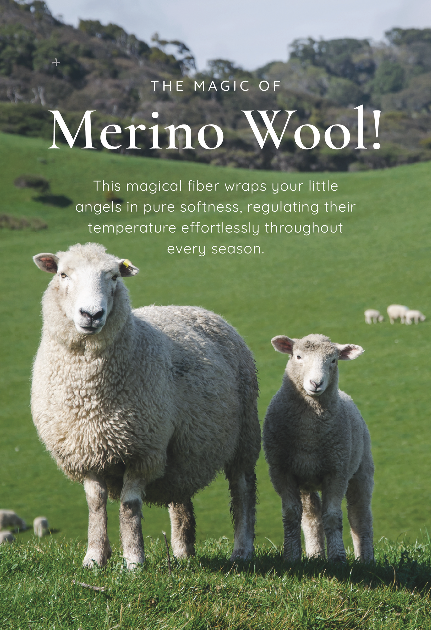 Merino wool magic